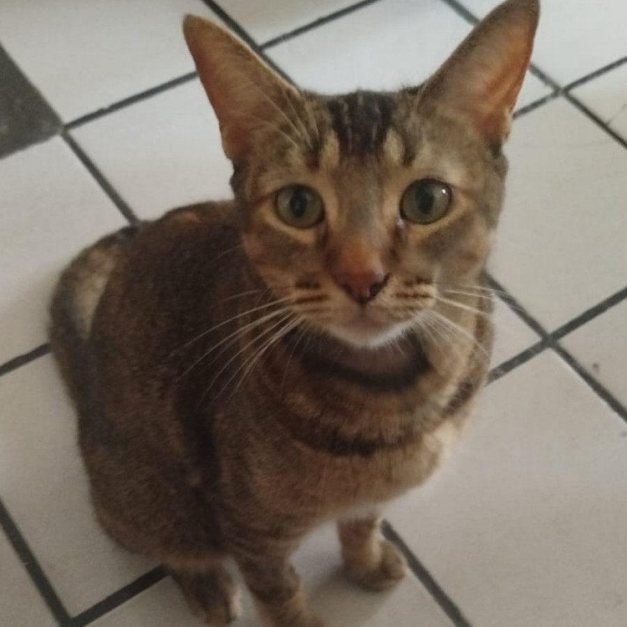 KATY | Raza Doméstico Américano de Pelo Corto | Perdida