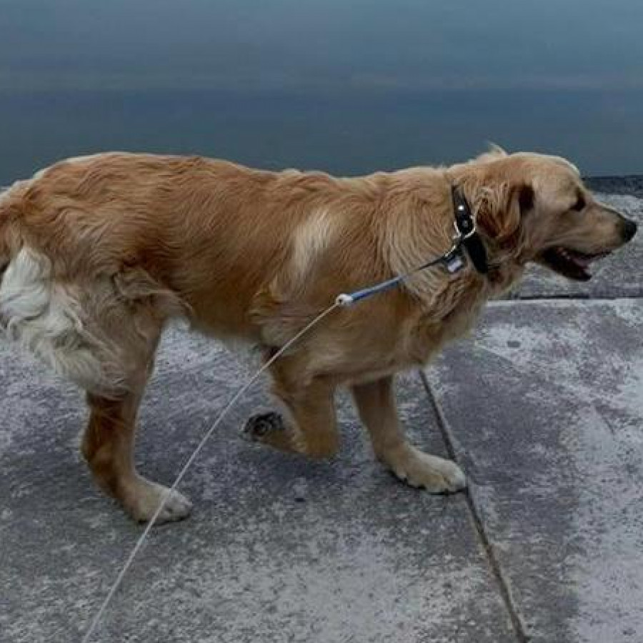 KIRA | Raza Golden Retriever  | Perdida