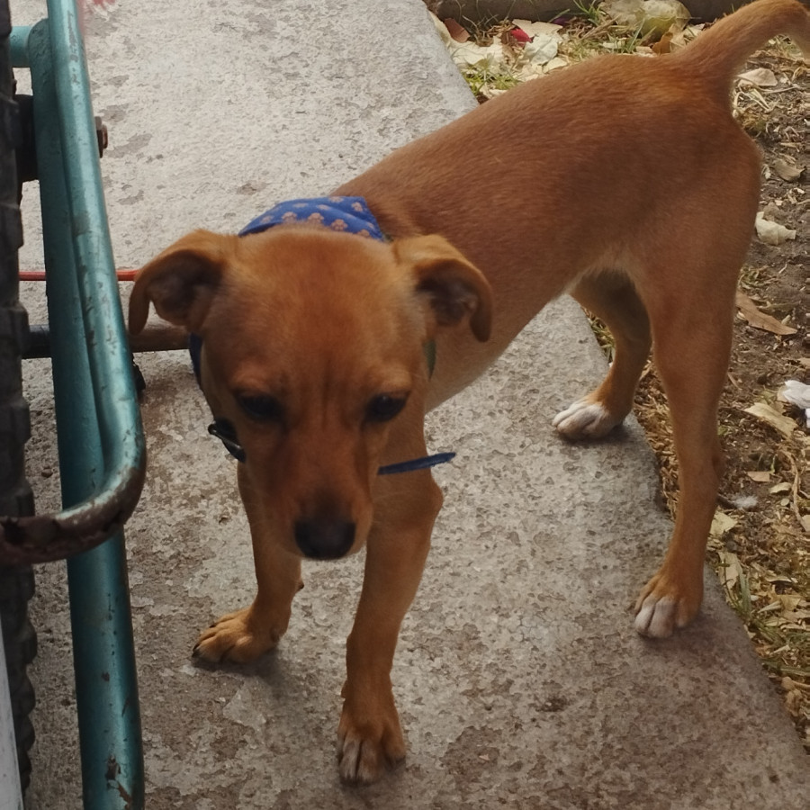 CACAHUATE | Raza Mestizo, cruza de Chihuahua | Perdido