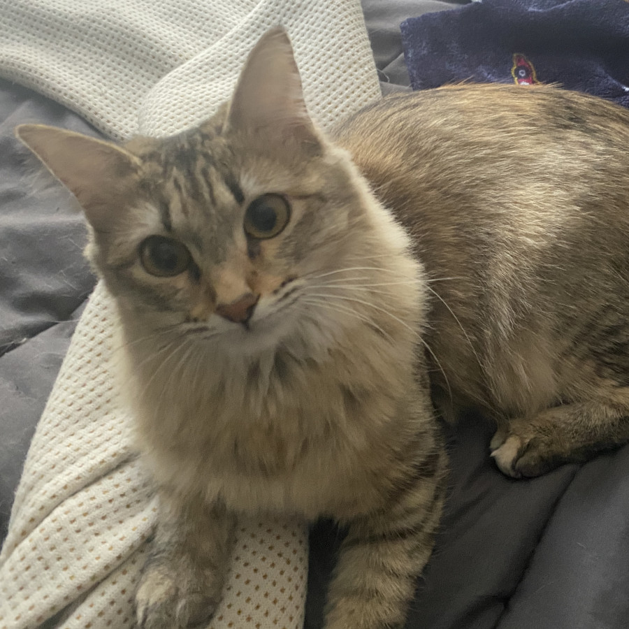 MISHU | Raza Doméstico Américano de Pelo Corto | Perdida