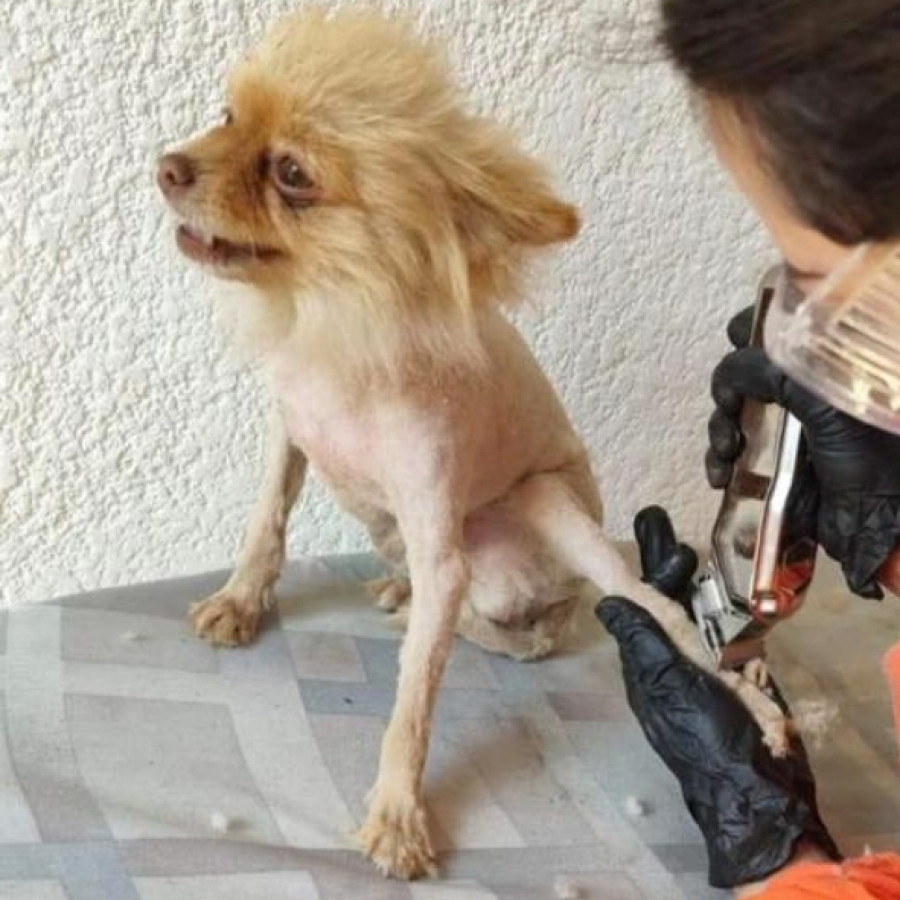 TIMÓN | Raza Pomerania | Perdido