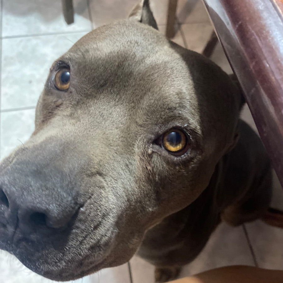 ZEUS | Raza American Pitbull Terrier | Perdido