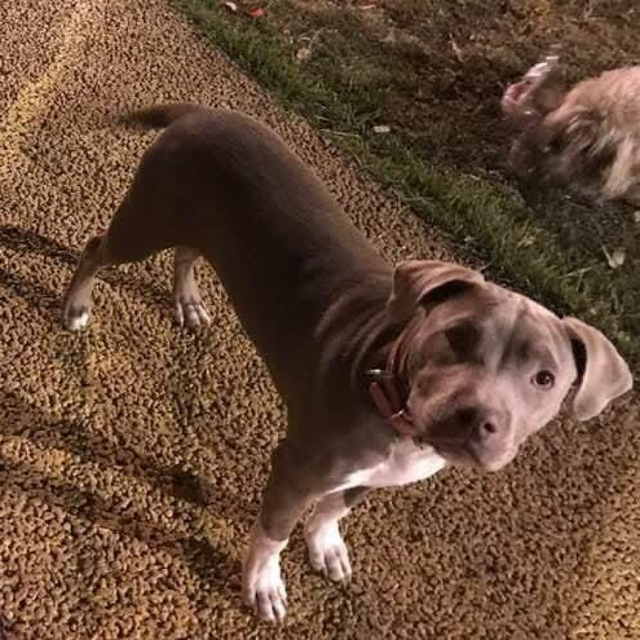 VENUS | Raza American Pitbull Terrier | Perdida