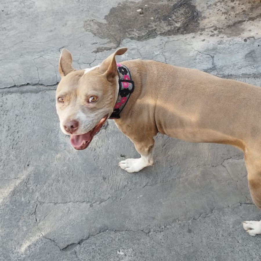 CHULE | Raza Mestiza, cruza de American Pitbull Terrier | En Adopción