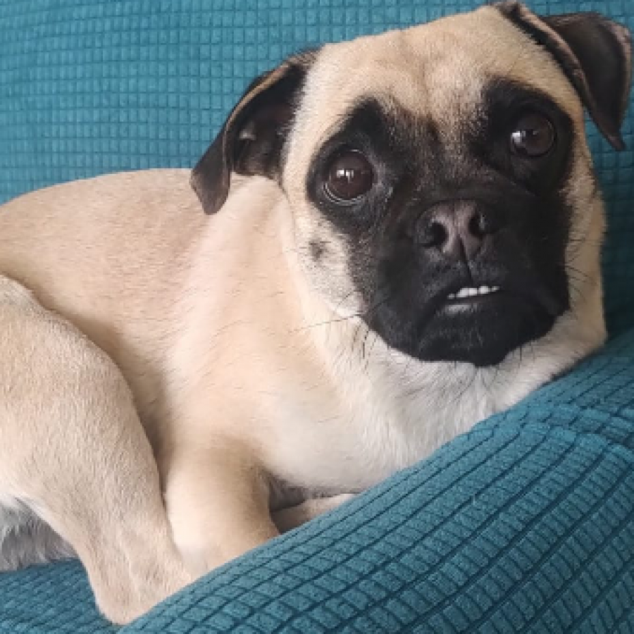 SASHA | Raza Pug o Carlin | Perdida