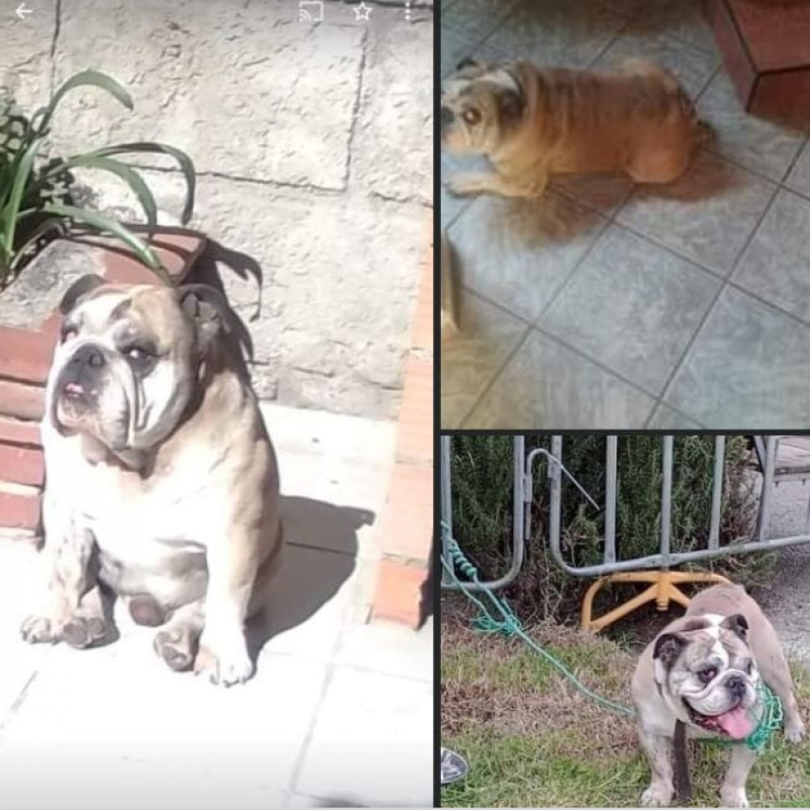 ROCKY | Raza Bulldog Inglés  | Perdido