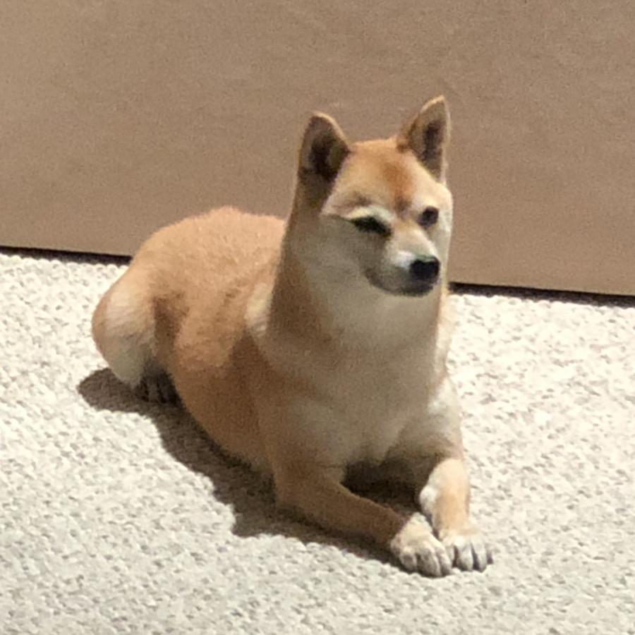 MAIKA | Raza Shiba Inú | Final Feliz