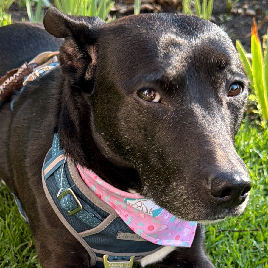 MACHA | Raza Mestiza | En Adopción