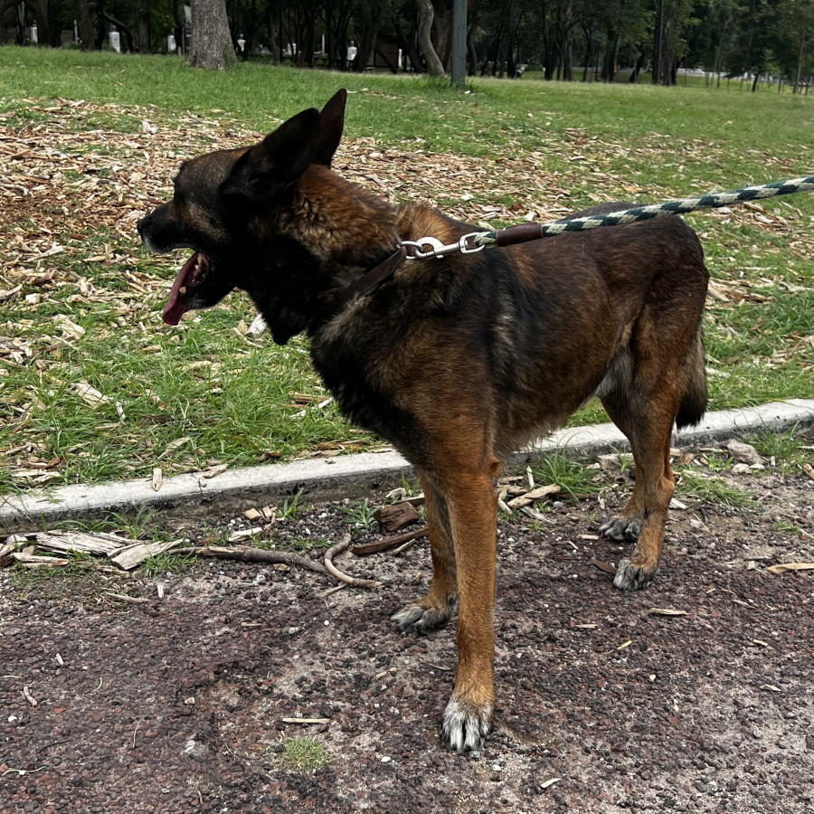  | Raza Pastor Belga Maliniois | Encontrado