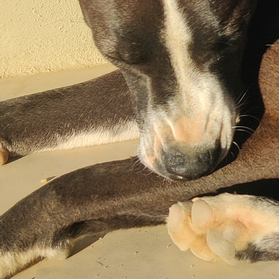 KALI | Raza Mestiza, cruza de American Pitbull Terrier | Perdida