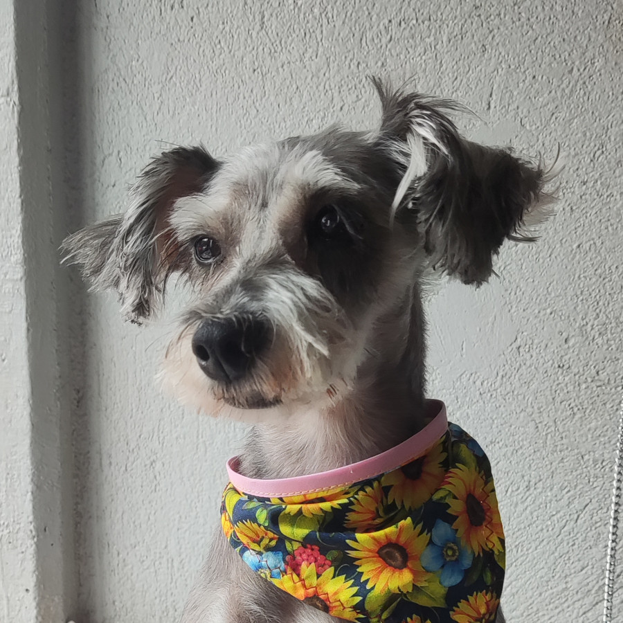 NAVI | Raza Schnauzer Miniatura  | Final Feliz