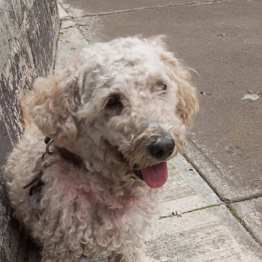  | Raza French Poodle o Caniche | Encontrado