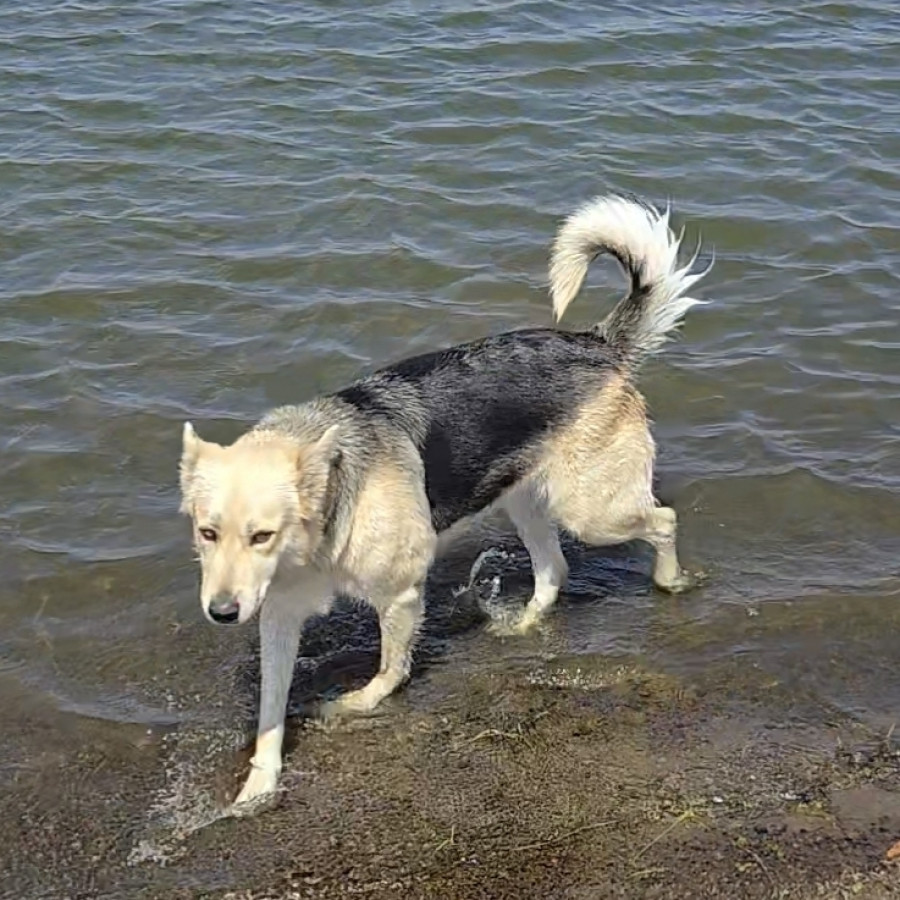 KIRA | Raza Mestiza, cruza de Pastor Alemán con Husky Siberiano | Final Feliz