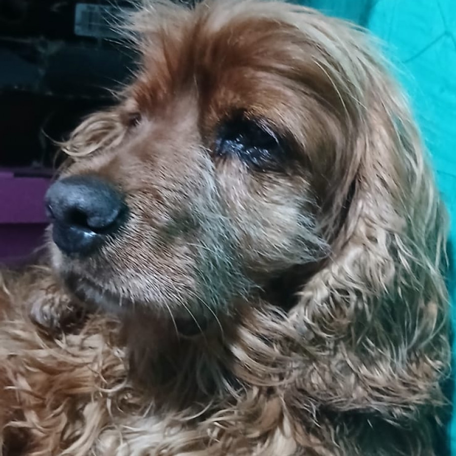 CARAMELO | Raza Cocker Spaniel | Perdido