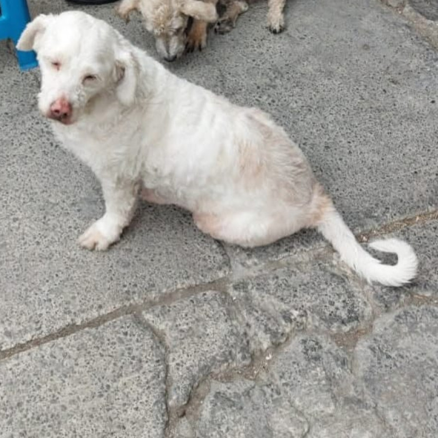 JUNIOR | Raza Mestizo, cruza de French Poodle | Perdido