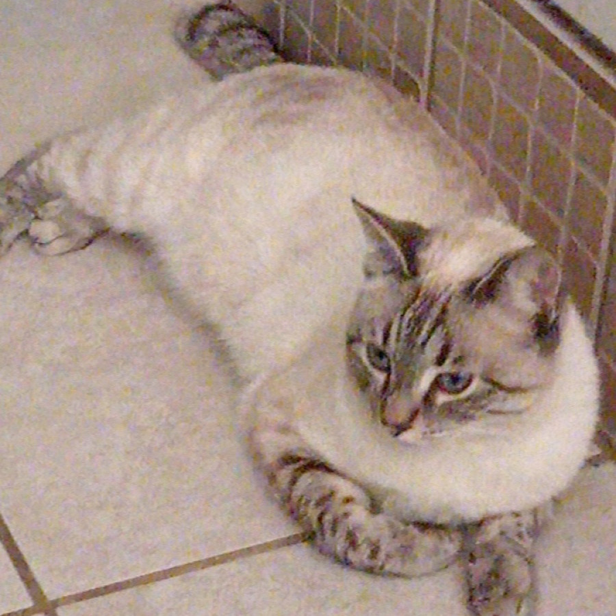 LUNA | Raza Aslan o Siamés moderno, punto tabby | Final Feliz