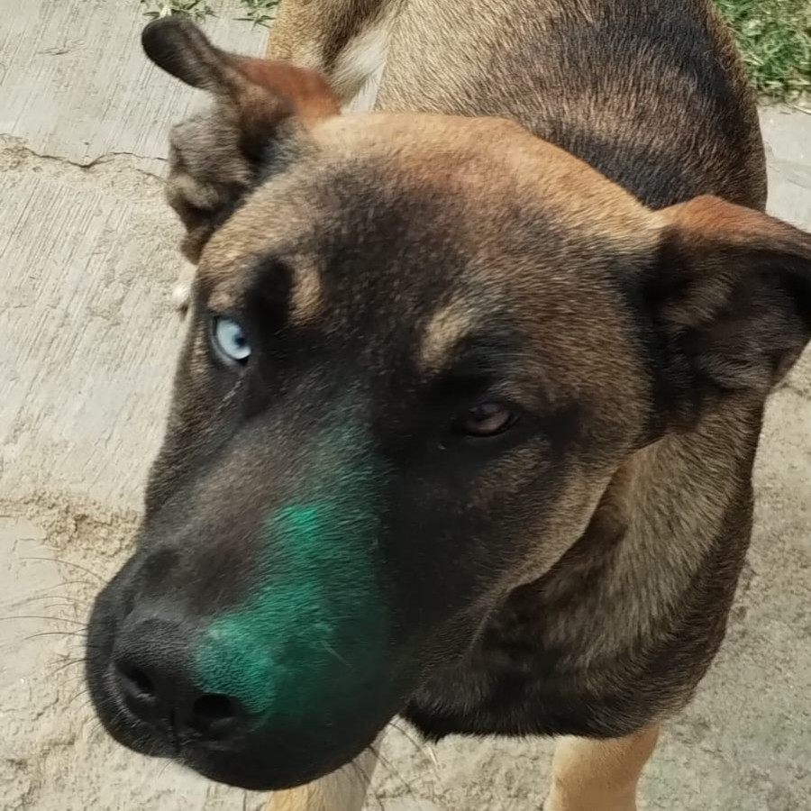 KAISER | Raza Mestizo, cruza de Pastor Belga Malinois | Perdido