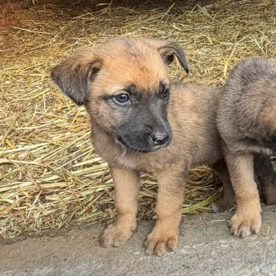 ROCKY | Raza Mestizo, cruza de Pastor Belga Malinois | En Adopción