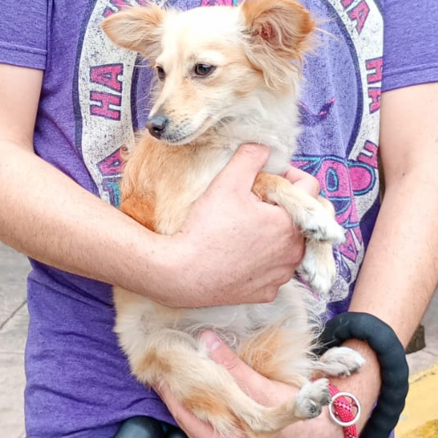  | Raza Mestiza, posible cruza de Chihuahua con Pomerania | Encontrada