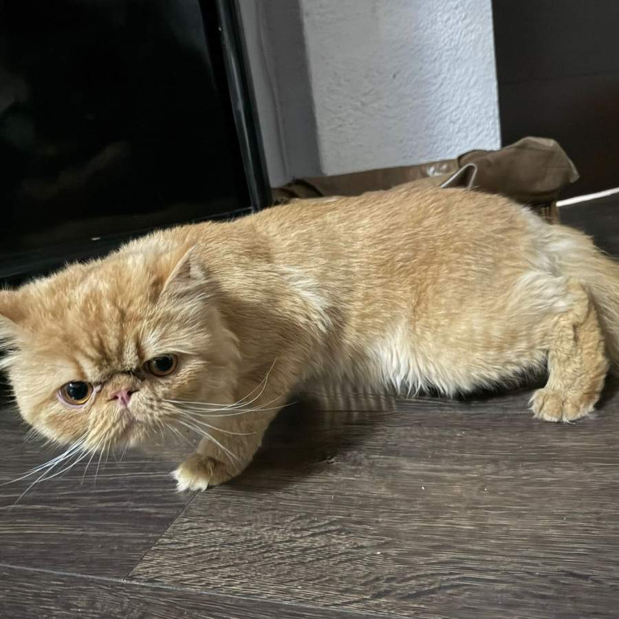  | Raza Persa | Encontrado