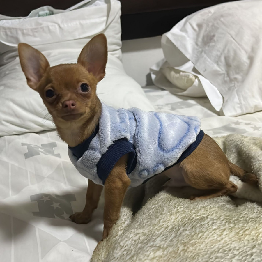 CARAMELO | Raza Chihuahua | Perdido