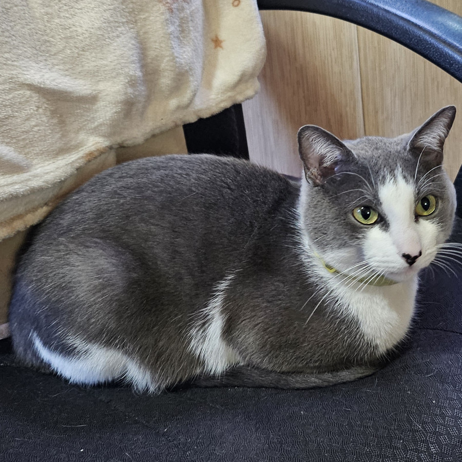 SARANG | Raza Doméstico Américano de Pelo Corto | Perdido