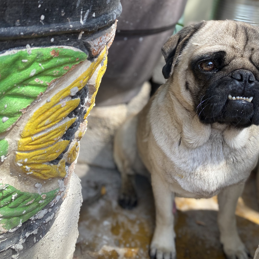 ROCO | Raza Pug o Carlin | Perdido