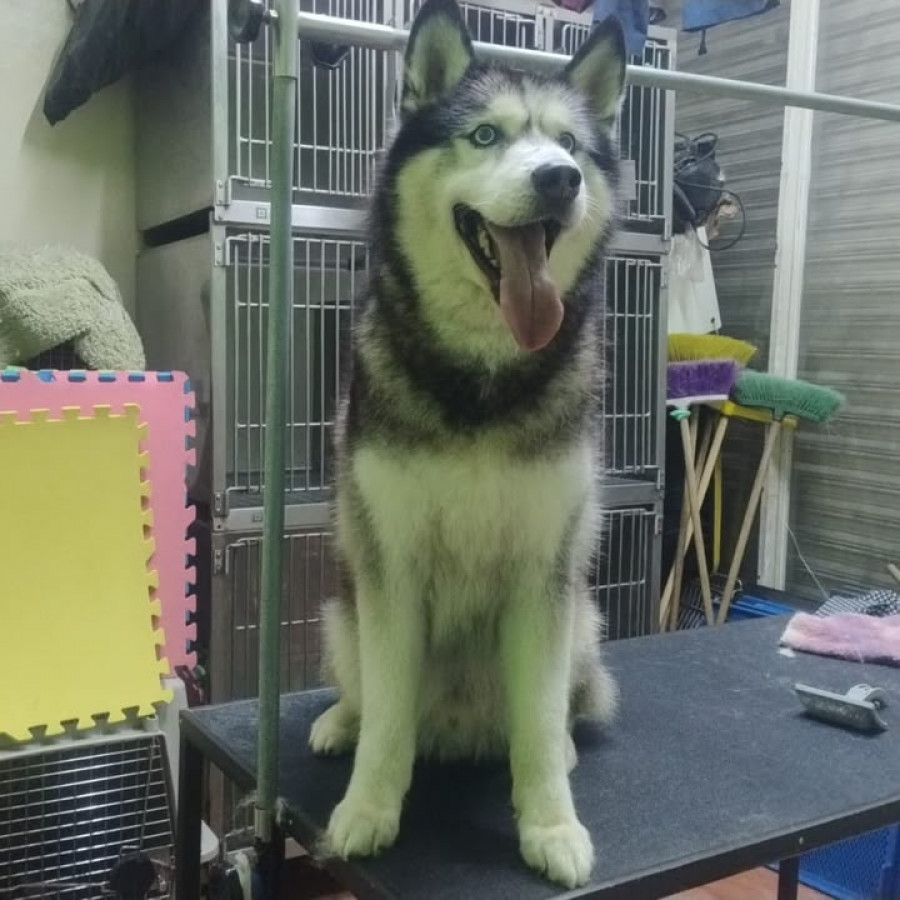  | Raza Husky Siberiano | Encontrado