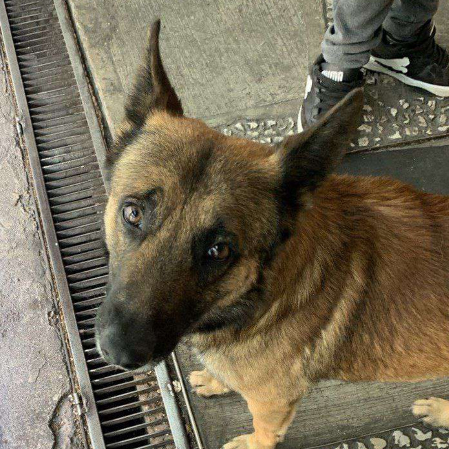  | Raza Mestizo, cruza de Pastor Belga Malinois | Encontrado