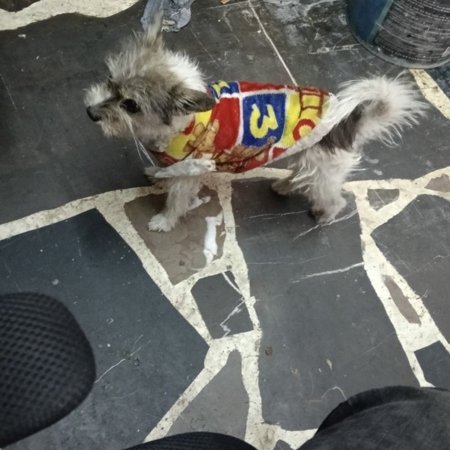 CHURCO | Raza Mestizo, cruza de Chihuahua con Schnauzer | Perdido
