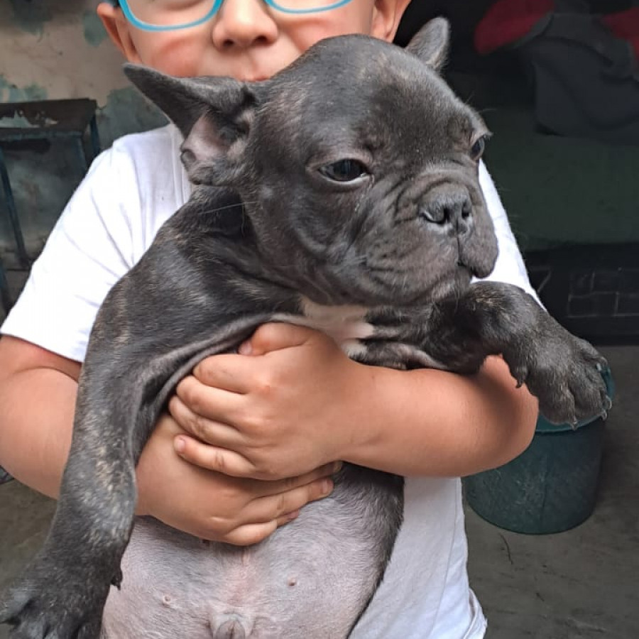 BATMAN | Raza Bulldog Francés  | Perdido