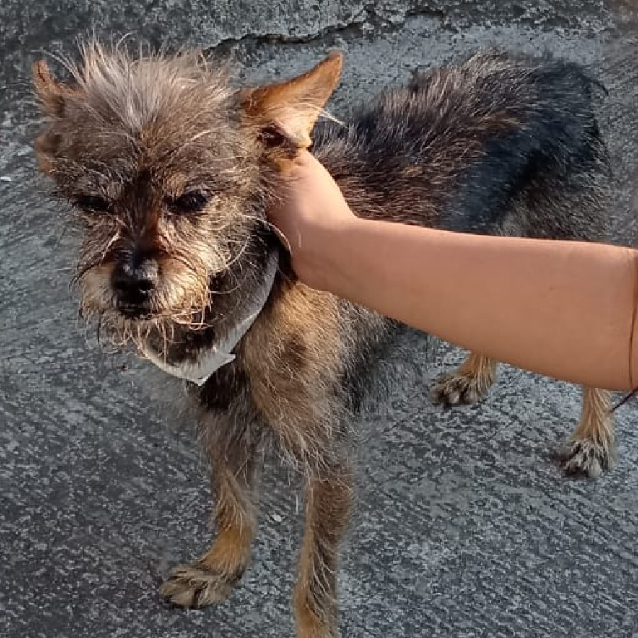 CHICHI | Raza Yorkshire Terrier (Yorkie) | Final Feliz