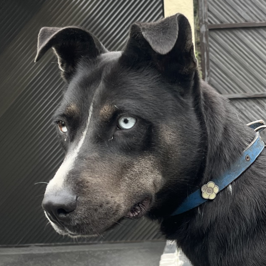  | Raza Mestiza | Encontrada