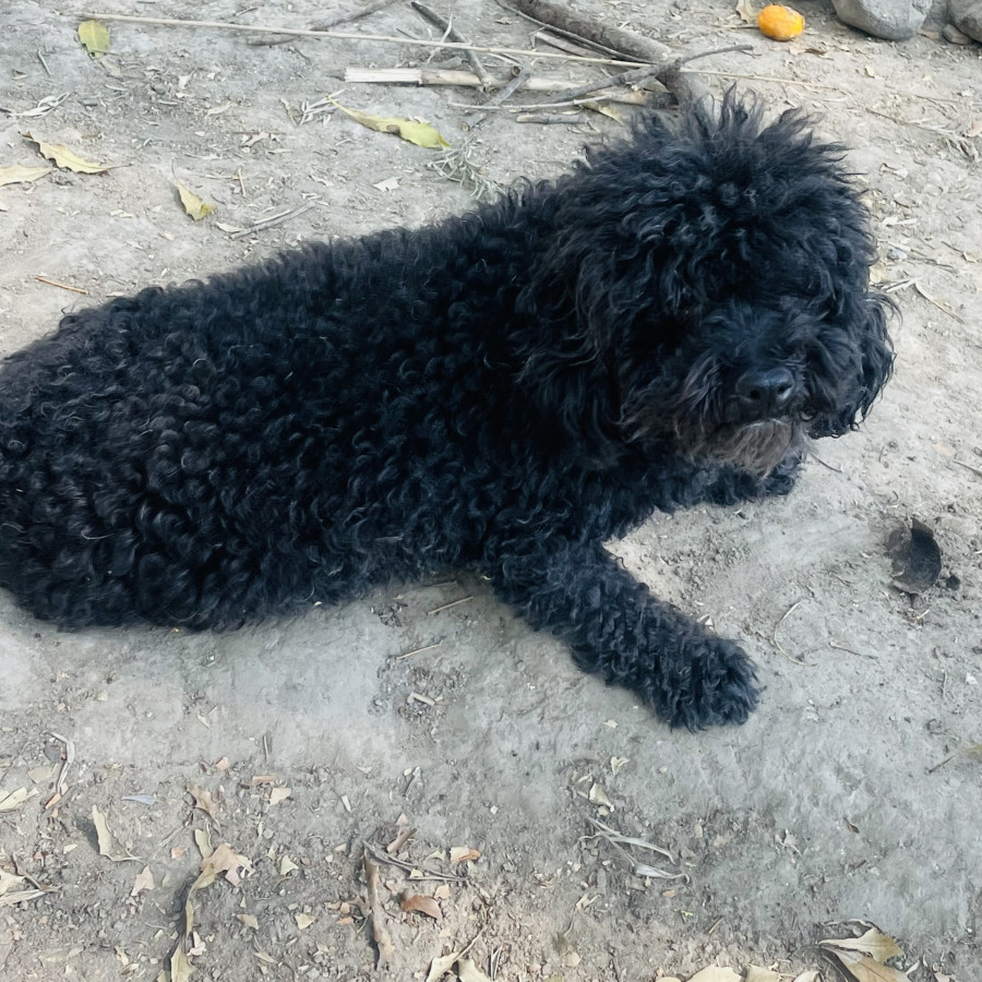 MÍA | Raza French Poodle | Final Feliz