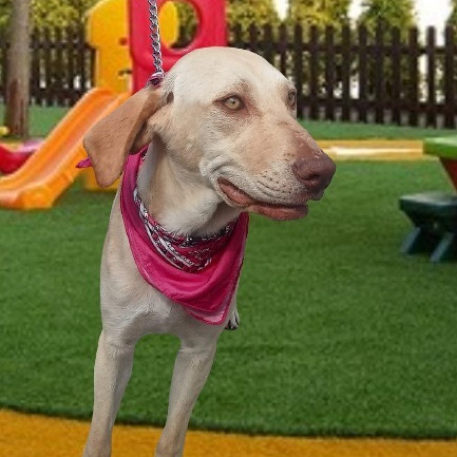 WERA | Raza Labrador  | En Adopción