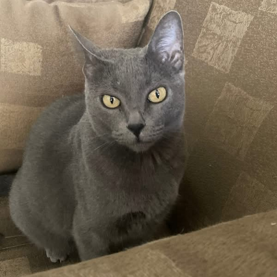 TITINA | Raza Ruso Azul | Perdida