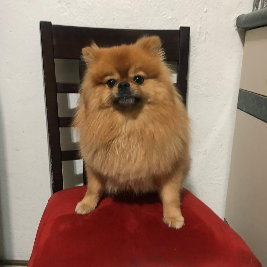 MASÓN | Raza Pomerania | Perdido