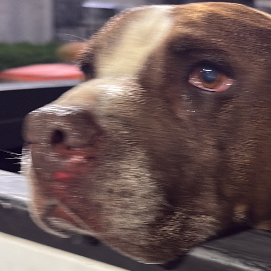 HONZO | Raza American Pitbull Terrier | En Adopción