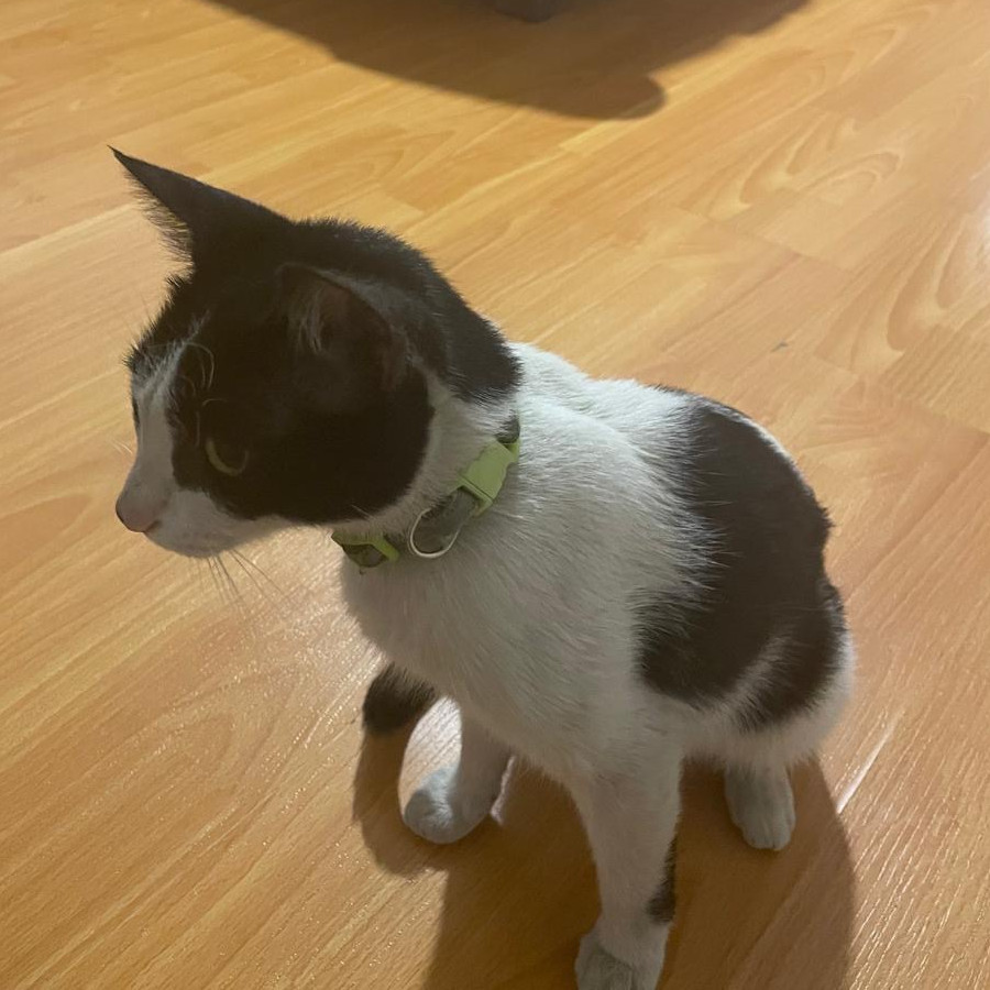  | Raza Doméstico Américano de Pelo Corto | Encontrada