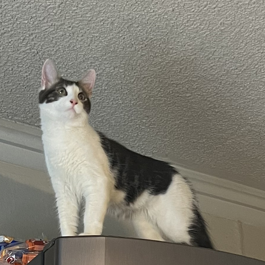KIRA | Raza Doméstico Americano de pelo semilargo | Perdido