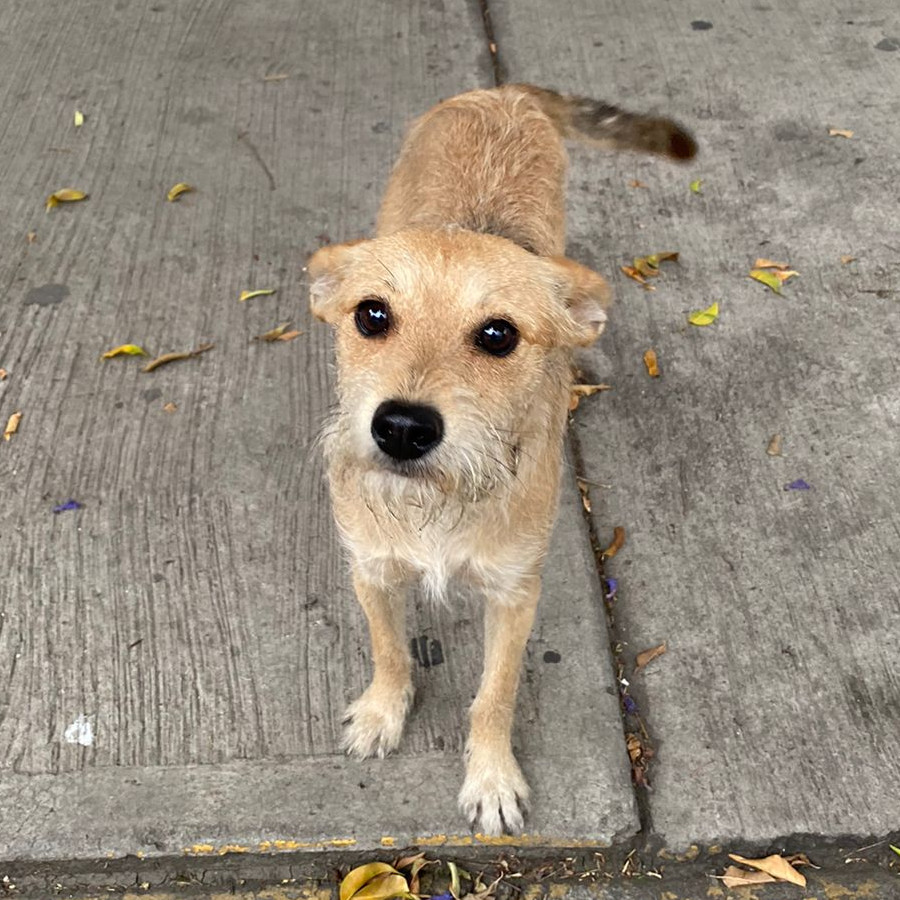  | Raza Mestiza | Encontrada
