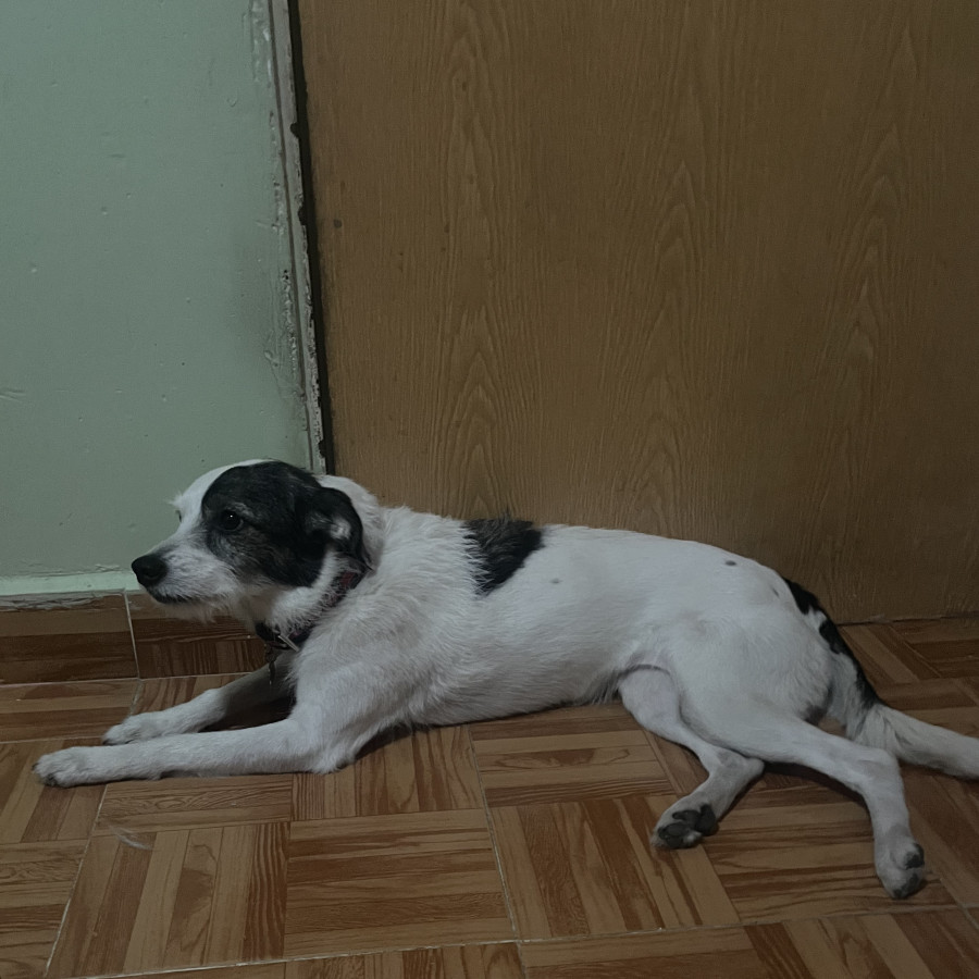 MIKA | Raza Mestiza | Final Feliz