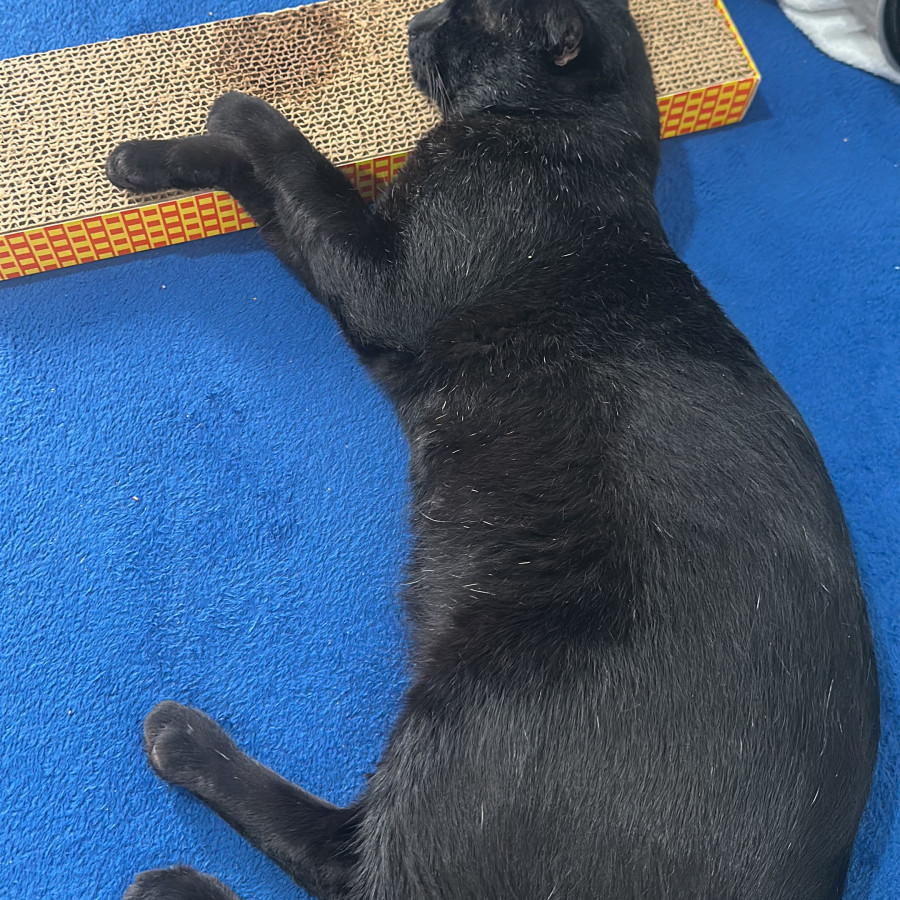 GATO | Raza Bombay | Perdido