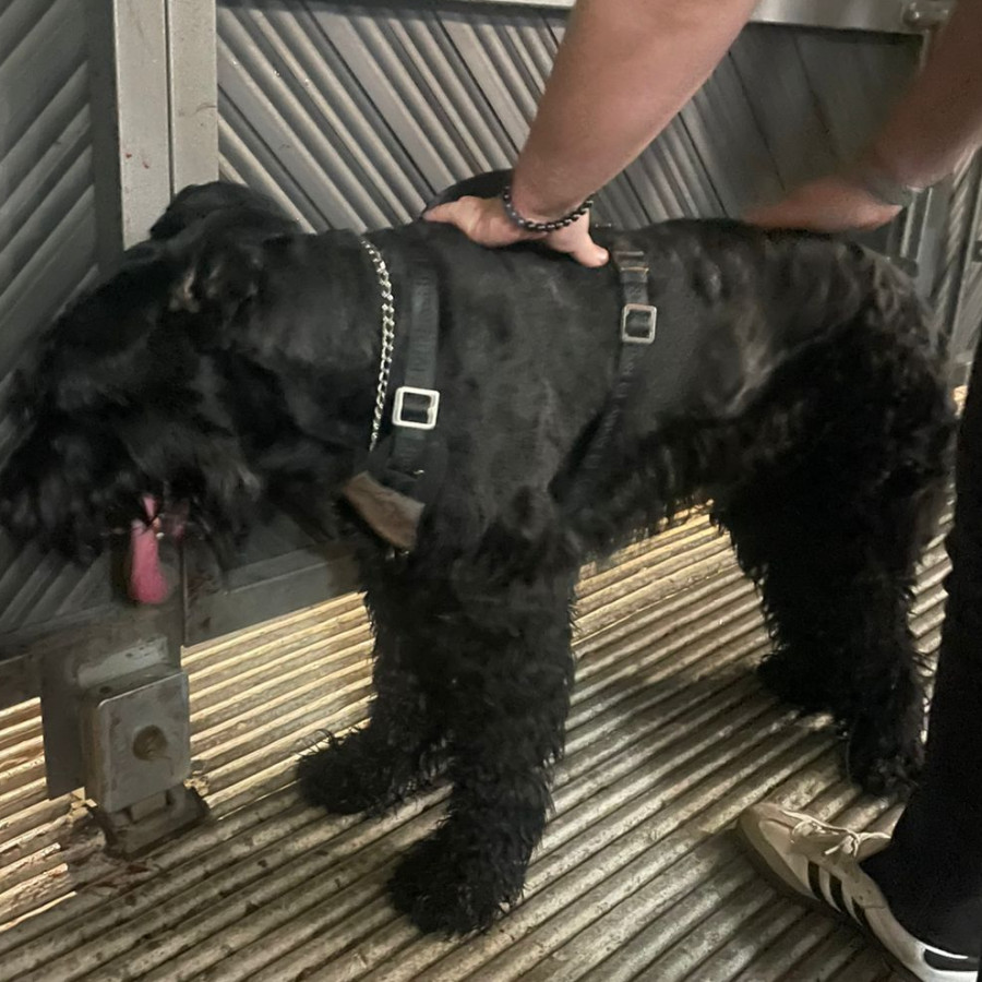  | Raza Schnauzer Gigante | Final Feliz