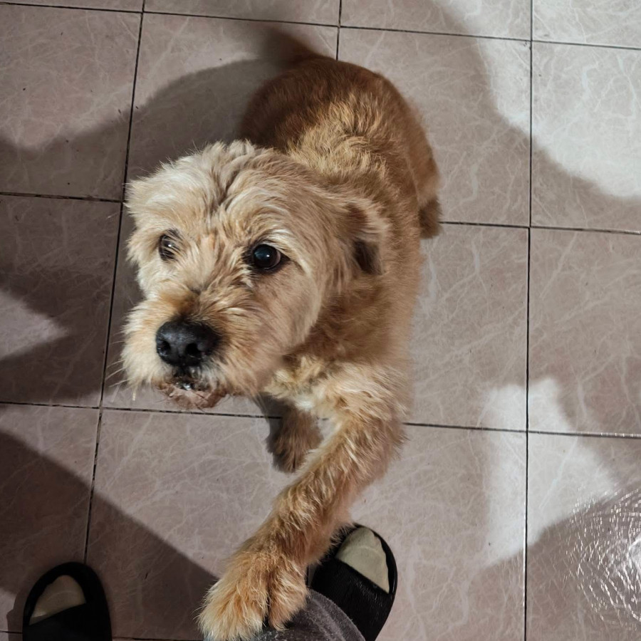 CANDY | Raza Mestiza, cruza de Maltés con Labrador | Perdida