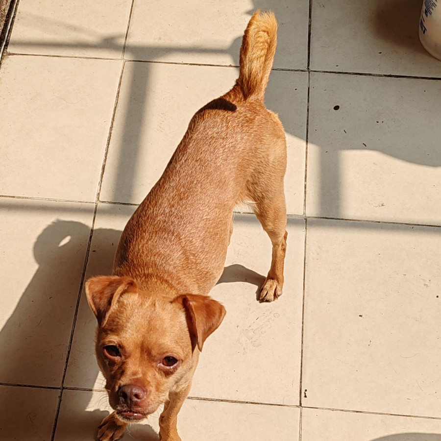  | Raza Mestiza, cruza de Chihuahua con Pug,  (Chug). | Encontrada