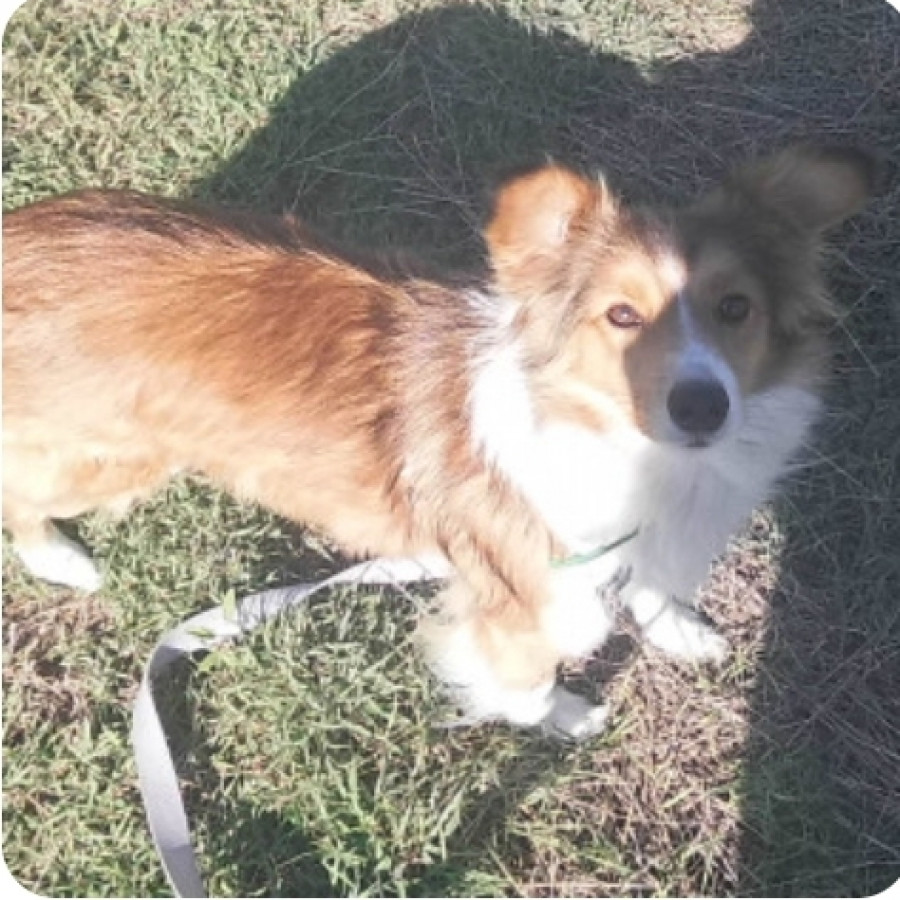 LUCI | Raza Mestiza, posible cruza de Collie | Perdida