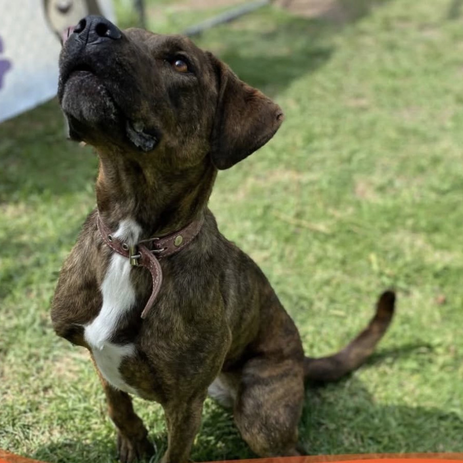 POTRA | Raza Mestiza, cruza de American Pitbull Terrier | En Adopción