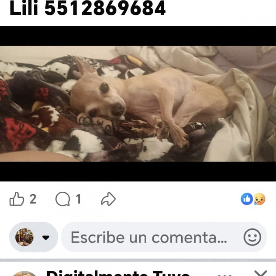 LILI | Raza Chihuahua | Perdida