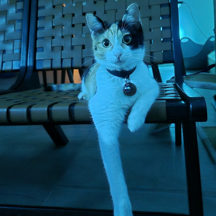 KIMI | Raza Calicó de pelo corto | Final Feliz